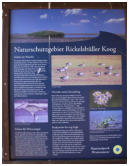 Unsere Wanderung zum Deich fhrt durch das Naturschutzgebiet Rickelsbller Koog