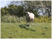 Schafe und Rinder sind die Landschaftspfleger  im Naturschutzgebiet