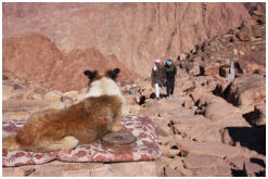 Mohamed und Brigitte n�hern sich gemeinsam dem Ziel