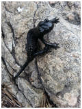 Alpensalamander